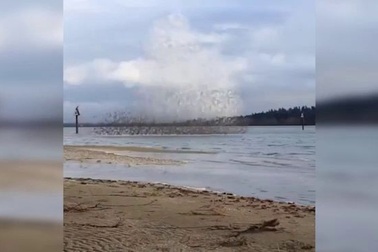 Đàn chim bay như sóng lớn đập bờ bị dội ngược