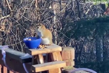 Cảnh tượng ngộ nghĩnh sóc đỏ "say xỉn" sau khi ăn trái lê lên men