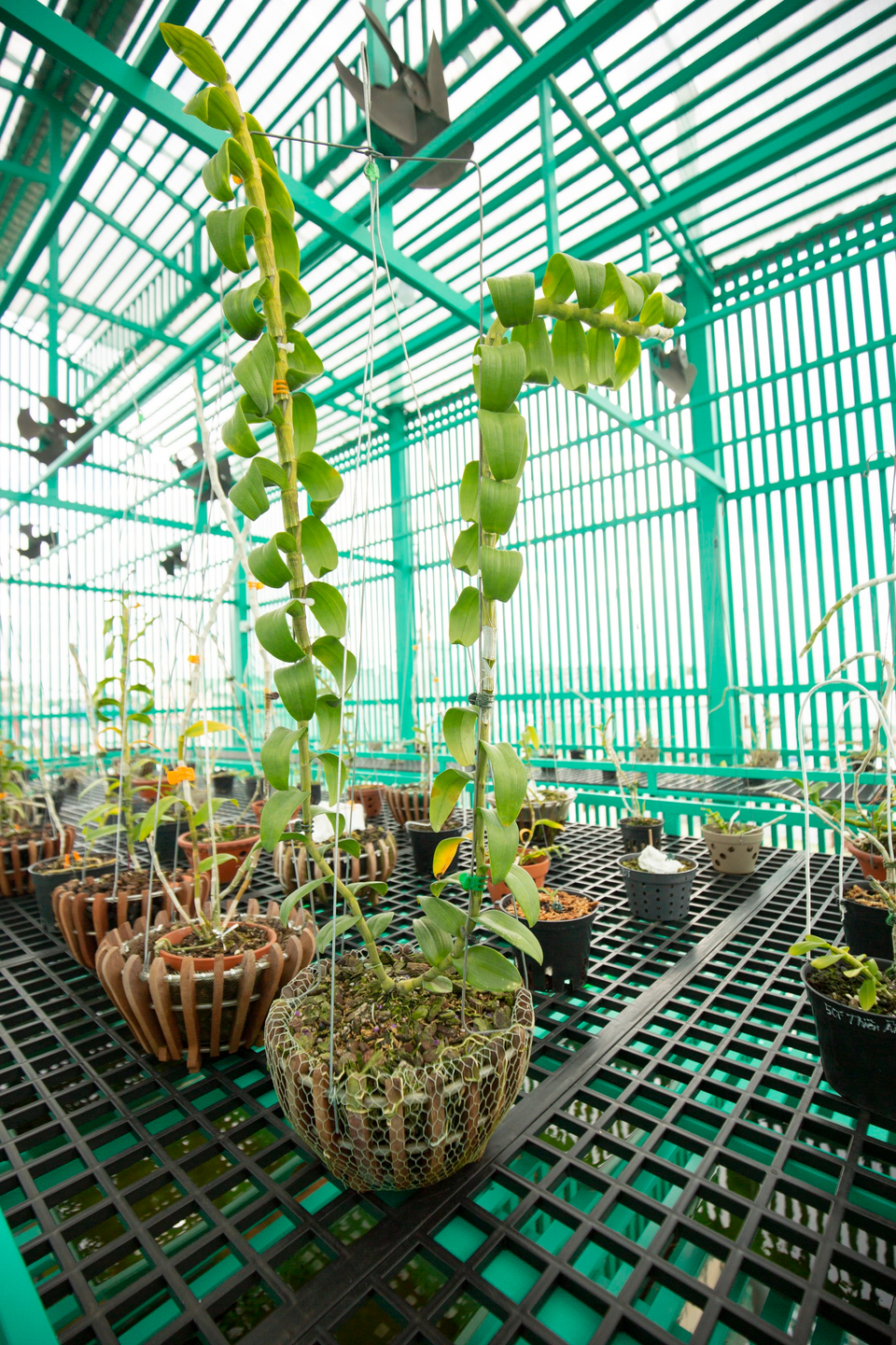 Nghệ nhân Lê Đăng Khoa chia sẻ đặc điểm sinh trưởng và chăm sóc Lan Phi Điệp Var đúng chuẩn - 4 Nghệ nhân Lê Đăng Khoa chia sẻ đặc điểm sinh trưởng và chăm sóc Lan Phi Điệp Var đúng chuẩn - 4
