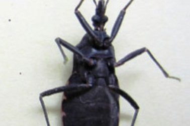 Bọ xít hút máu xuất hiện nhiều ở Huế