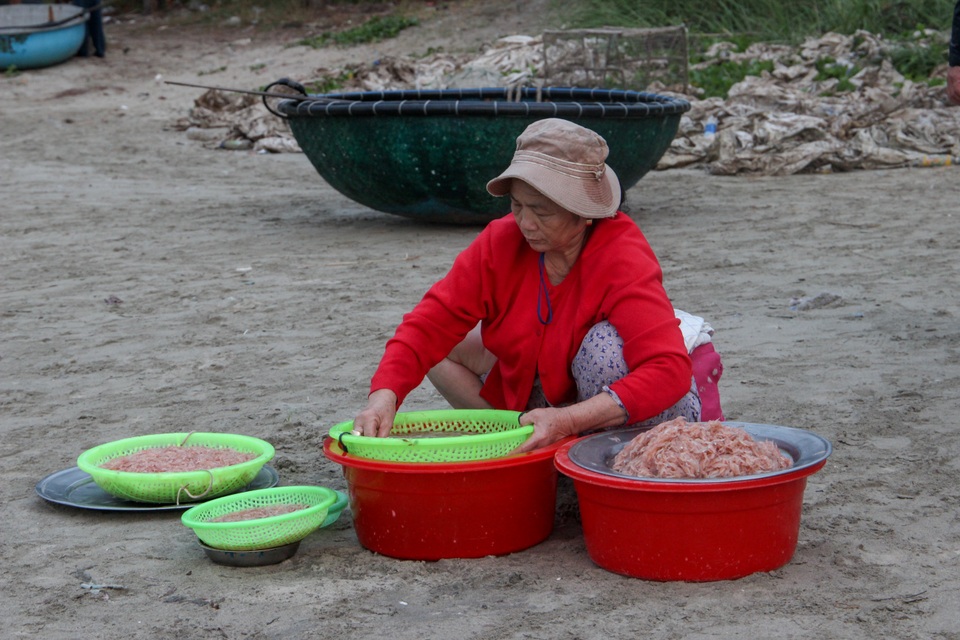 Ngư dân Đà Nẵng trúng đậm mùa ruốc biển - 8 Ngư dân Đà Nẵng trúng đậm mùa ruốc biển - 8