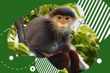 Hơn 10 nghìn người ký tên kiến nghị giải cứu Sơn Trà khỏi “bê - tông” hóa