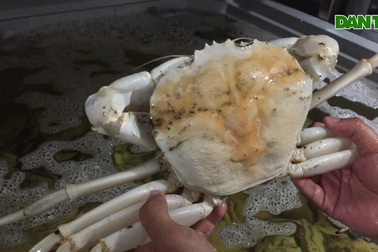 Cua pha lê hơn 4 triệu đồng/con, người Việt vẫn giành nhau mua