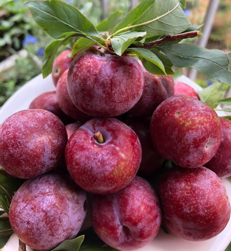 Mận đồi Pu Nhi ngọt như cherry, giá đắt ngang nho Mỹ vẫn “cháy” hàng - 2 Mận đồi Pu Nhi ngọt như cherry, giá đắt ngang nho Mỹ vẫn “cháy” hàng - 2