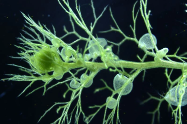 Những loài thực vật "chuyển động" nhanh nhất Trái Đất