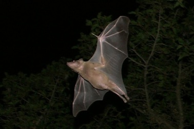 Những phát hiện mới về các tế bào não bộ