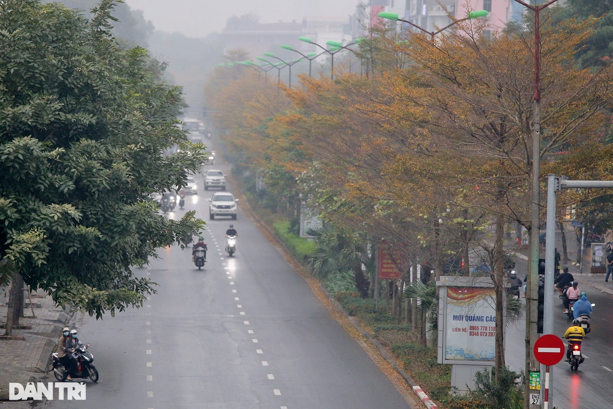 Đẹp ngỡ ngàng những hàng cây bàng lá nhỏ nhuộm vàng đường phố Hà Nội - 6 Đẹp ngỡ ngàng những hàng cây bàng lá nhỏ nhuộm vàng đường phố Hà Nội - 6