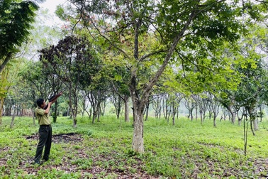 TPHCM: Khỉ đuôi lợn 9kg "đột nhập" công viên, cắn 3 người