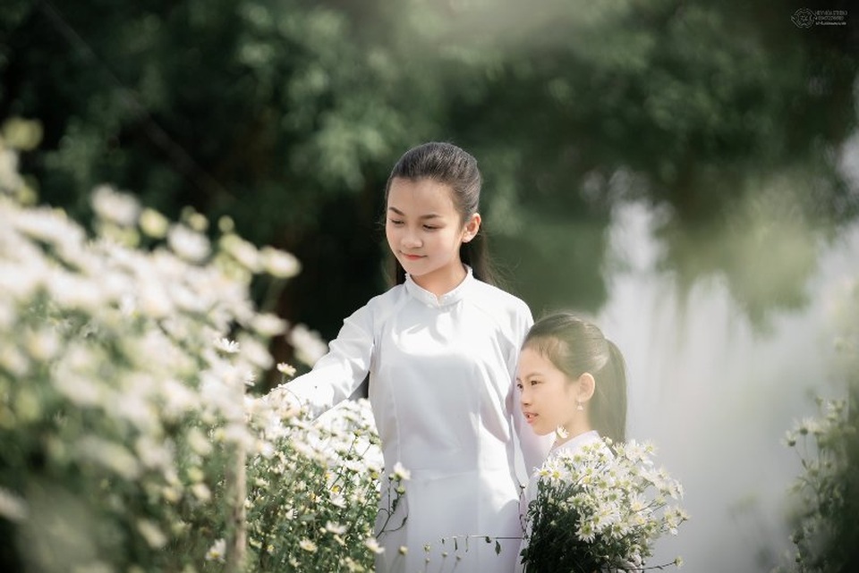 Bạn trẻ đổ xô đến vườn cúc họa mi “độc nhất” Nam Định chụp ảnh - 5