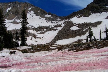 Vẻ đẹp kỳ ảo của "tuyết đỏ như màu dưa hấu"