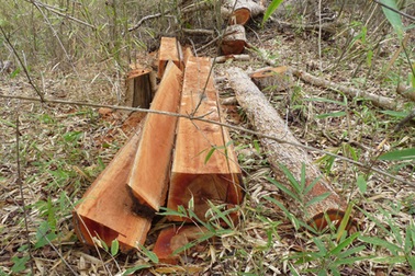 Rừng Tây Nguyên 5 năm mất khoảng 130.000 ha