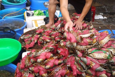 Đi chợ cá Hòn Gai