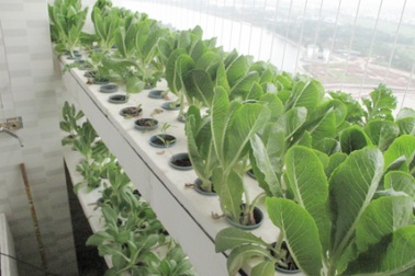 Thoải mái rau sạch ăn nhờ vườn rau gần 2m2 trên... tầng 20