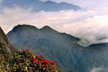 Thưởng lãm vẻ đẹp cây rừng quý hiếm ở độ cao trên 2000m