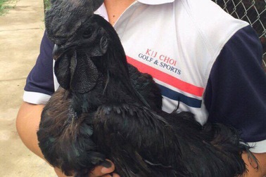 Gần 20 triệu đồng/cặp, đại gia lùng mua gà đen Indonesia để cầu may