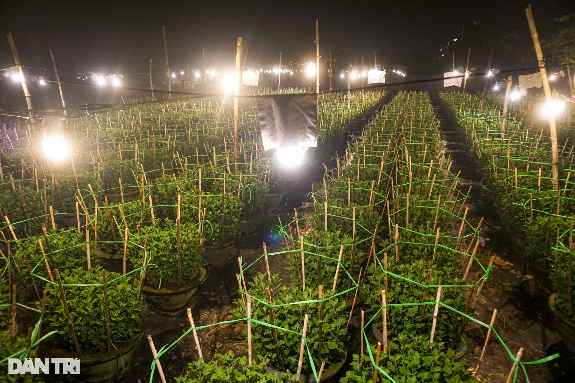 Da Nang flower village lights up brightly to catch flowers waiting for Tet - 5