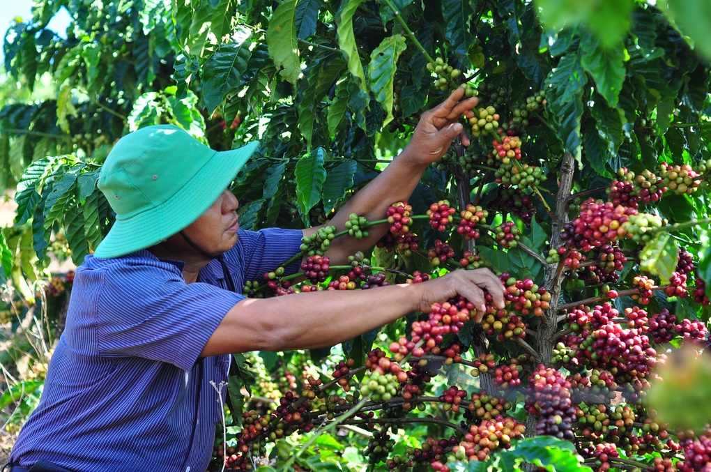 Giá cà phê tăng cao, nông dân canh cánh lo trộm - 2