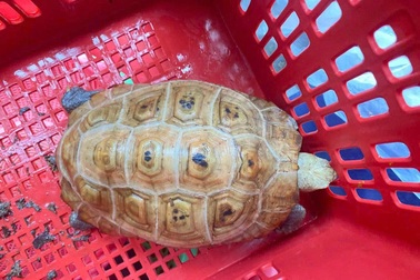 Rùa núi vàng quý hiếm bò vào nhà dân