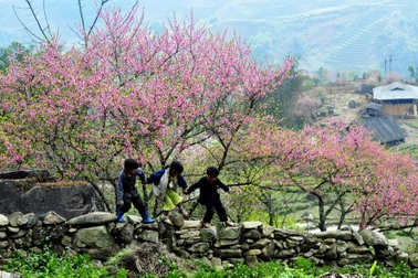 Tháng giêng lên Tây Bắc ngắm đào núi khoe sắc