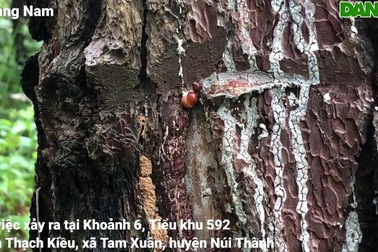 Gần 200 cây thông tươi tốt bỗng dưng chết khô, nghi bị kẻ xấu đầu độc