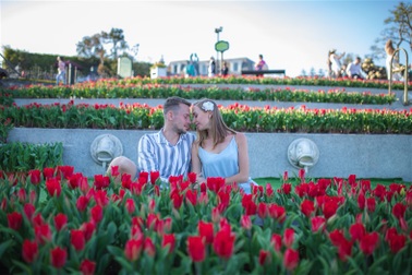 Valentine ngọt như mật tại thiên đường tulip Sun World Ba Na Hills
