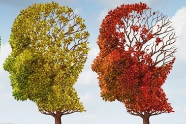 Phát hiện một phân tử có thể đảo ngược quá trình lão hóa của não