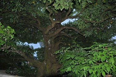 Choáng ngợp trước cây khế, cây sộp đại thụ vài trăm năm tuổi