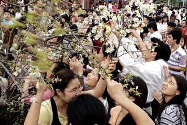 Khai mạc lễ hội Hoa anh đào Hạ Long 2014 