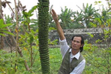 Buồng chuối lạ trổ hơn 200 nải