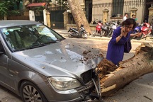 Cây xanh bất ngờ gãy đổ giữa trời nắng, một xe ô tô nát đầu