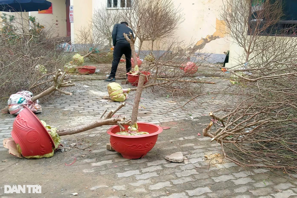 Xót xa cảnh thương lái chặt bỏ đào vì giá quá thấp - 3 Xót xa cảnh thương lái chặt bỏ đào vì giá quá thấp - 3