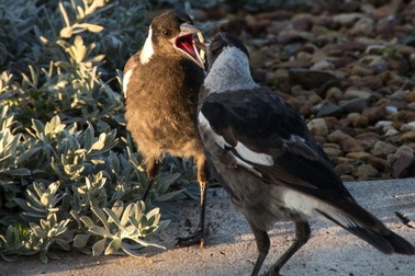 Hành động khôn khéo của loài chim ác là khiến các nhà khoa học bối rối