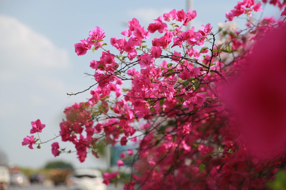 Phát sốt” với con đường hoa giấy đẹp quên lối về ngay gần Hà Nội - 12 Phát sốt” với con đường hoa giấy đẹp quên lối về ngay gần Hà Nội - 12