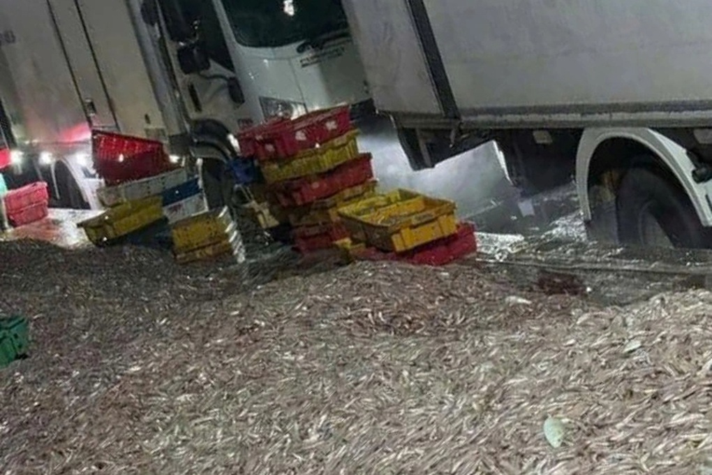 Ra khơi những ngày cận Tết, ngư dân trúng đậm hơn 300 tấn cá nhà nghèo - 2 Ra khơi những ngày cận Tết, ngư dân trúng đậm hơn 300 tấn cá nhà nghèo - 2
