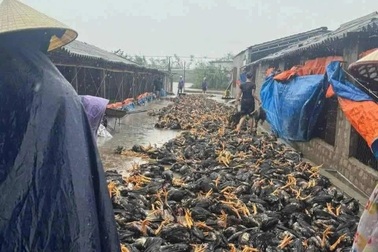 Chủ trang trại bất lực nhìn dòng lũ nhấn chìm đàn gà trị giá 2 tỷ đồng