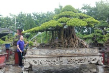 Ngắm cây sanh tiền tỷ mà chủ nhân đã bán nhà, gán ô tô mới rước được về