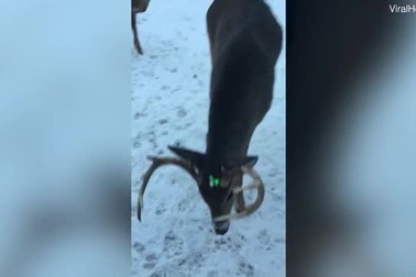 Kế hoạch giải cứu chú nai bị mũi tên bắn xuyên qua đầu trước lễ Giáng sinh