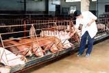 Siết chặt phòng dịch, bảo vệ đàn heo cho dịp Tết