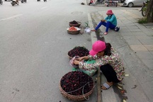 Kiếm tiền triệu mỗi ngày nhờ bán dâu tằm đầu mùa