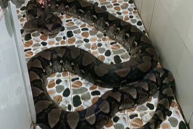 Con trăn 50kg bò vào nhà vệ sinh của người dân