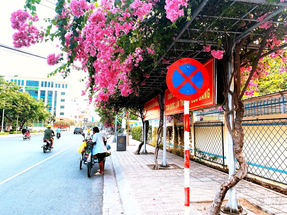 Nha Trang: Hoa giấy rực rỡ khắp các nẻo đường - 3 Nha Trang: Hoa giấy rực rỡ khắp các nẻo đường - 3