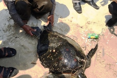 Thả lưới, bắt được rùa quý hiếm
