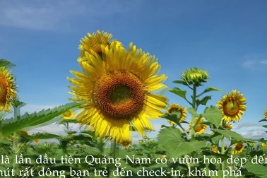 Khám phá vườn hoa hướng dương