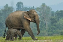 Kẻ săn trộm bị voi giẫm chết trong vườn quốc gia