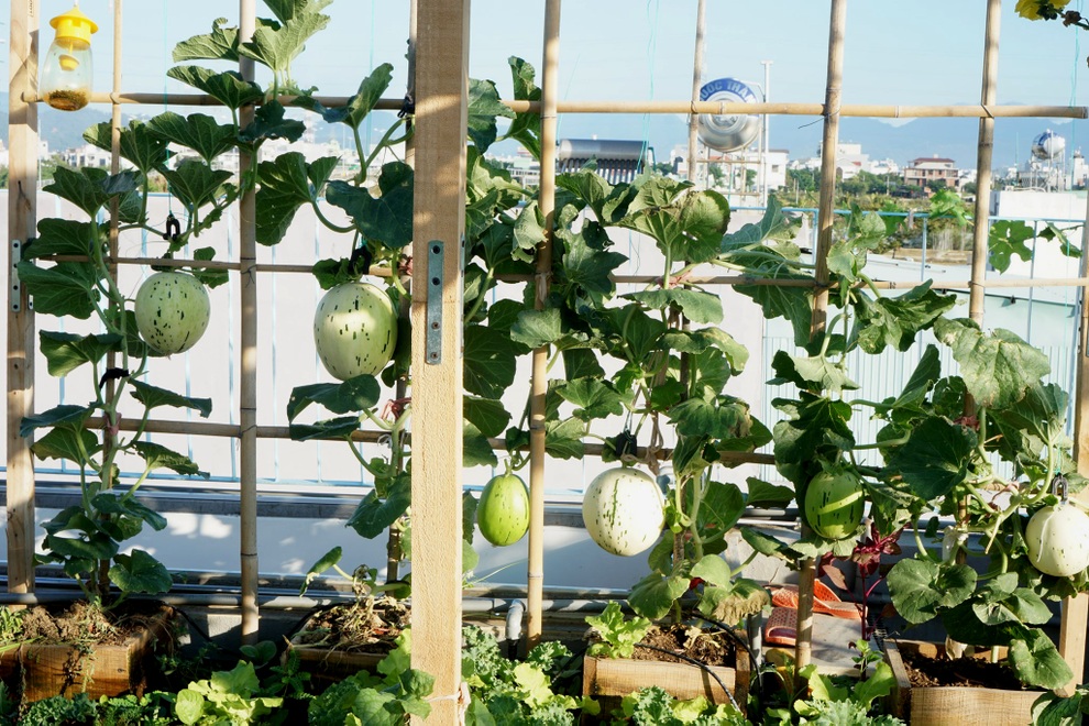 Gia chủ Đà Nẵng phủ xanh nóc nhà bằng vườn rau trái sum suê - 8