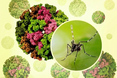 Bệnh Chikungunya tăng tại nhiều nước, Bộ Y tế chỉ đạo khẩn