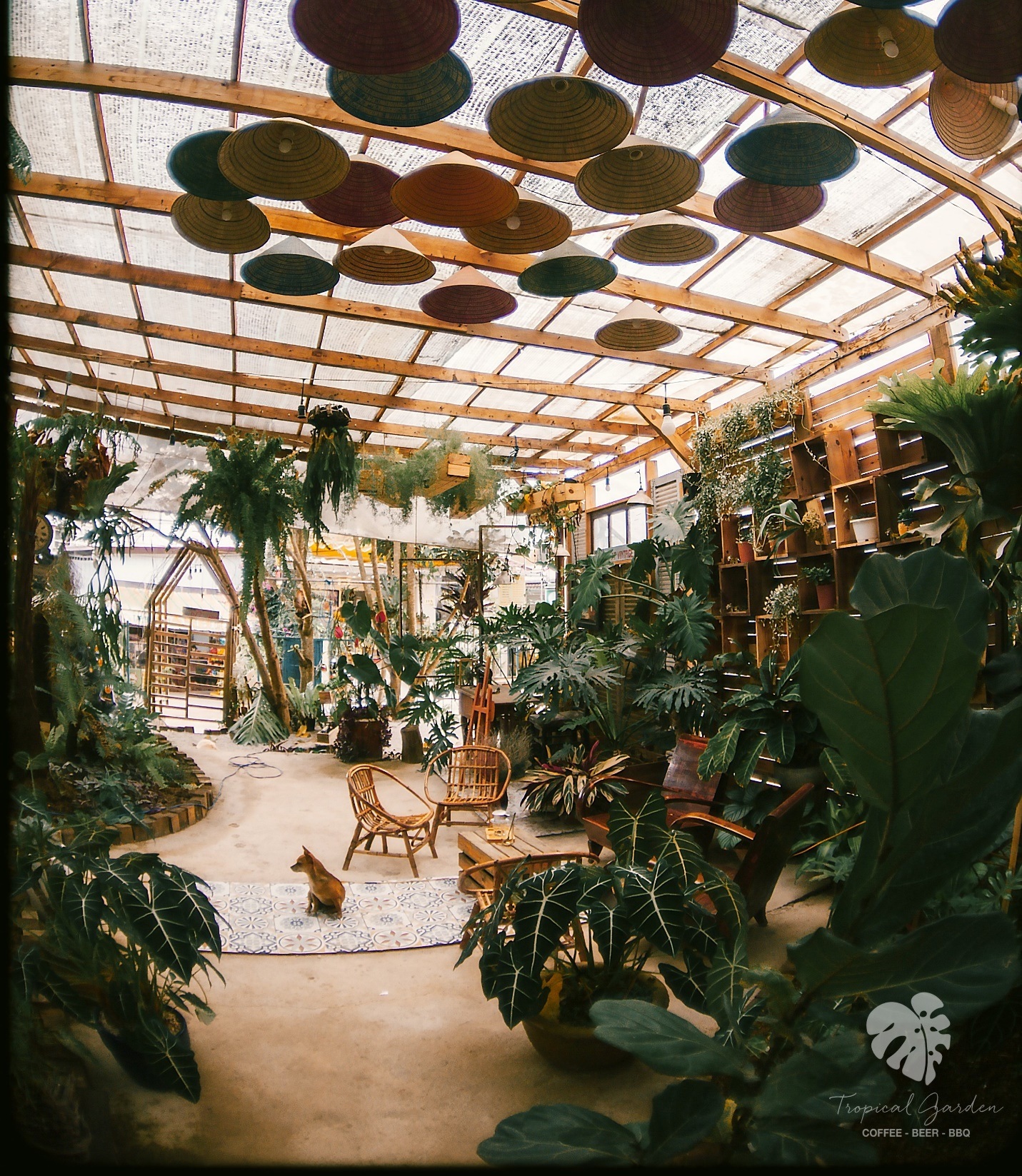 Rừng nhiệt đới thu nhỏ trong quán cà phê ở Đà Lạt - 4