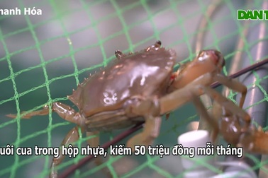 Đưa nước biển lên núi nuôi cua "độc thân", kiếm 50 triệu đồng/tháng