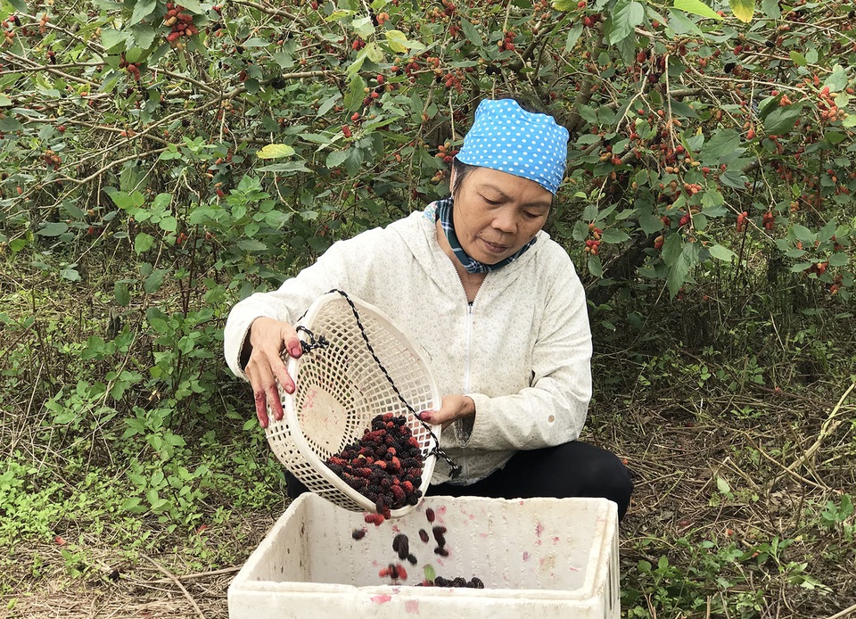 Chiêm ngưỡng vườn dâu tằm siêu to khổng lồ ở Hà Nội - 7 Chiêm ngưỡng vườn dâu tằm siêu to khổng lồ ở Hà Nội - 7