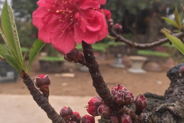 Đào Thất Thốn "nằm" điều hoà chờ khai hoa, nở nhuỵ